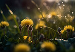 Dandelion, water drops and closeup of flower in nature for spring and natural background. Ai generated, garden weed and macro of plant for environment, ecosystem and ecology or sustainability