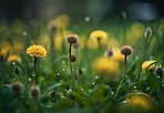 Dandelion, water drops and closeup of flower in nature for spring and natural background. Ai generated, garden weed and macro of plant for environment, ecosystem and ecology or sustainability