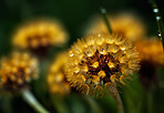 Dandelion, water drops and closeup of flower in nature for spring and natural background. Ai generated, garden weed and macro of plant for environment, ecosystem and ecology or sustainability