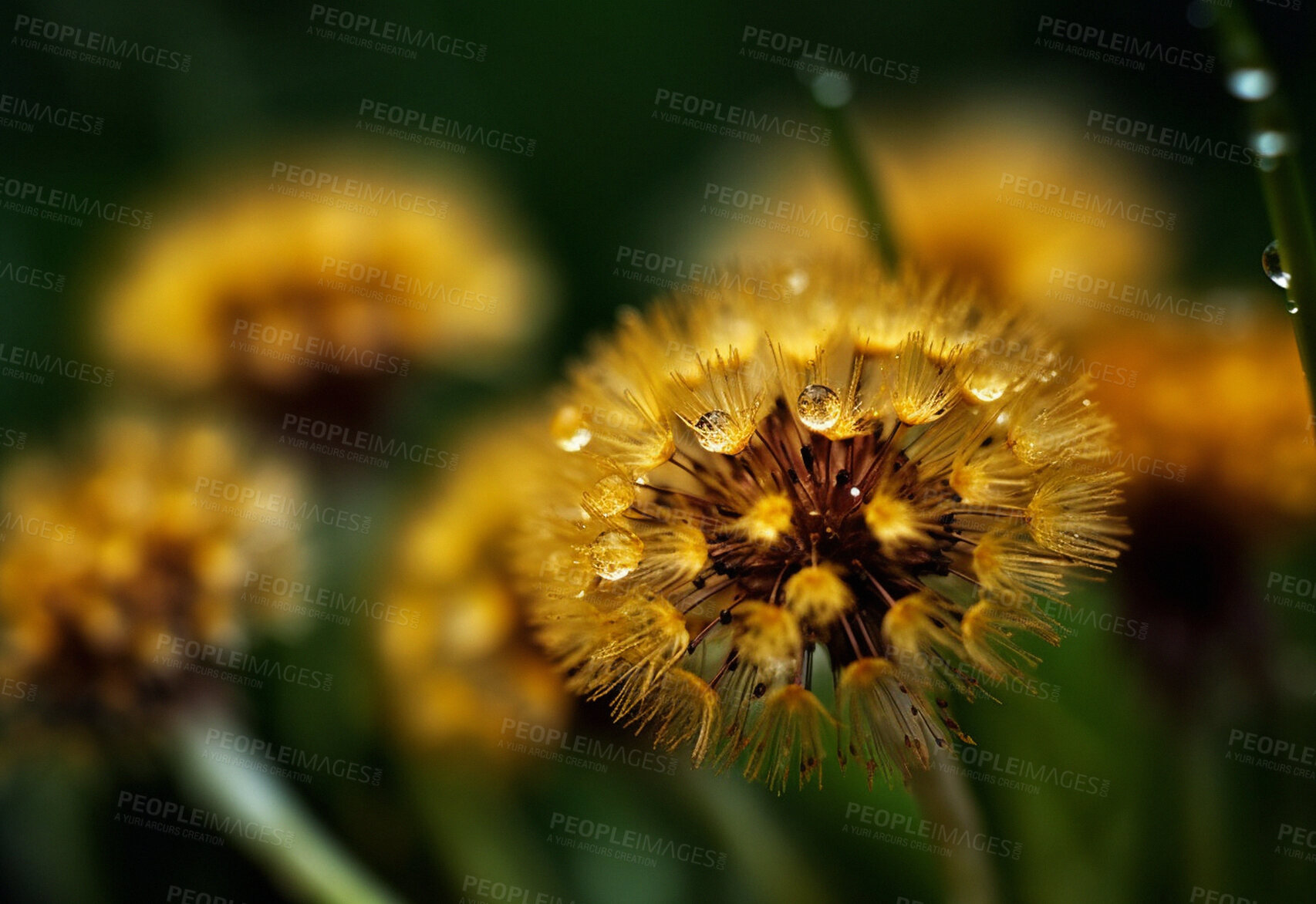 Buy stock photo Dandelion, water drops and closeup of flower in nature for spring and natural background. Ai generated, garden weed and macro of plant for environment, ecosystem and ecology or sustainability