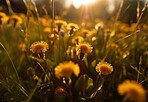 Dandelion, closeup of flower in nature field for spring and natural background at sunset. Ai generated, garden weed and plant for environment, ecosystem and ecology or sustainability