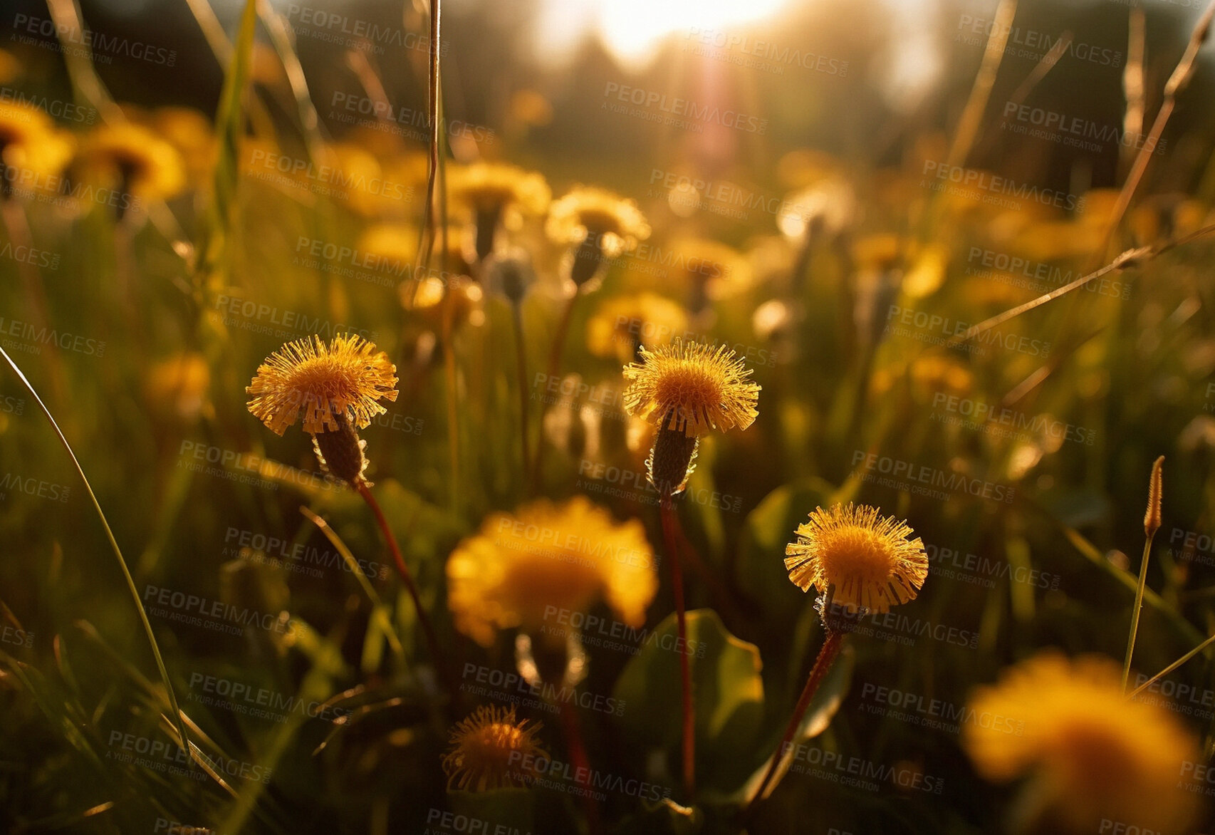 Buy stock photo Dandelion, closeup of flower in nature field for spring and natural background at sunset. Ai generated, garden weed and plant for environment, ecosystem and ecology or sustainability