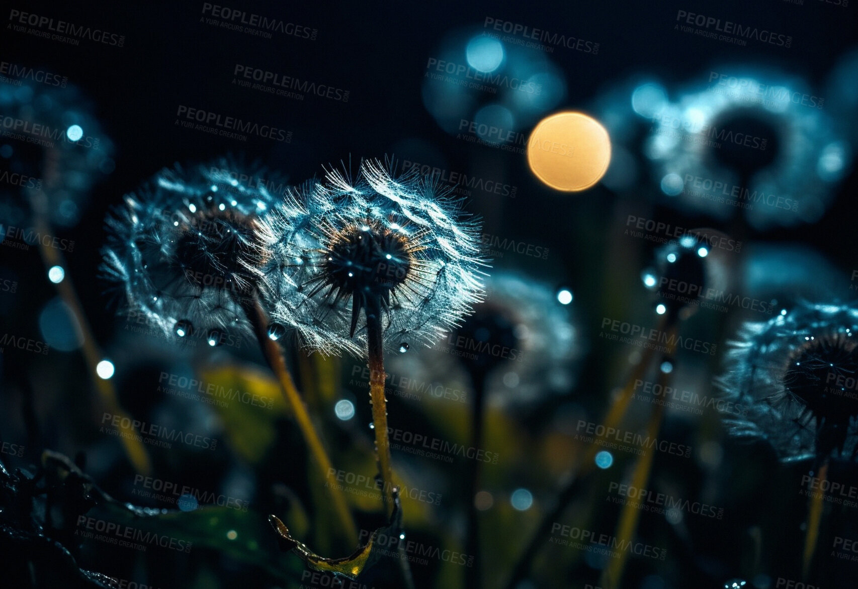 Buy stock photo Dandelion, closeup of flower in nature field for spring and natural background at night. Ai generated, garden weed and plant for environment, ecosystem and ecology or sustainability