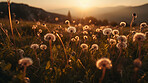 Dandelion, closeup of flower in nature field for spring and natural background at sunset. Ai generated, garden weed and plant for environment, ecosystem and ecology or sustainability