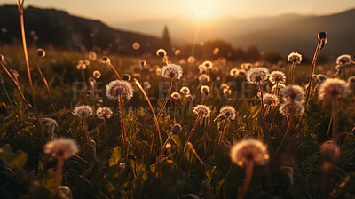 Dandelion, closeup of flower in nature field for spring and natural background at sunset. Ai generated, garden weed and plant for environment, ecosystem and ecology or sustainability