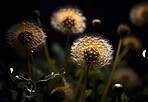 Dandelion, closeup of flower in nature for spring and natural background. Ai generated, garden weed and macro of plant for environment, ecosystem and ecology or sustainability