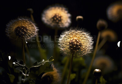 Dandelion, closeup of flower in nature for spring and natural background. Ai generated, garden weed and macro of plant for environment, ecosystem and ecology or sustainability