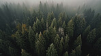 Drone view, trees and woods with mist, fog and morning atmosphere in ai generated remote forest