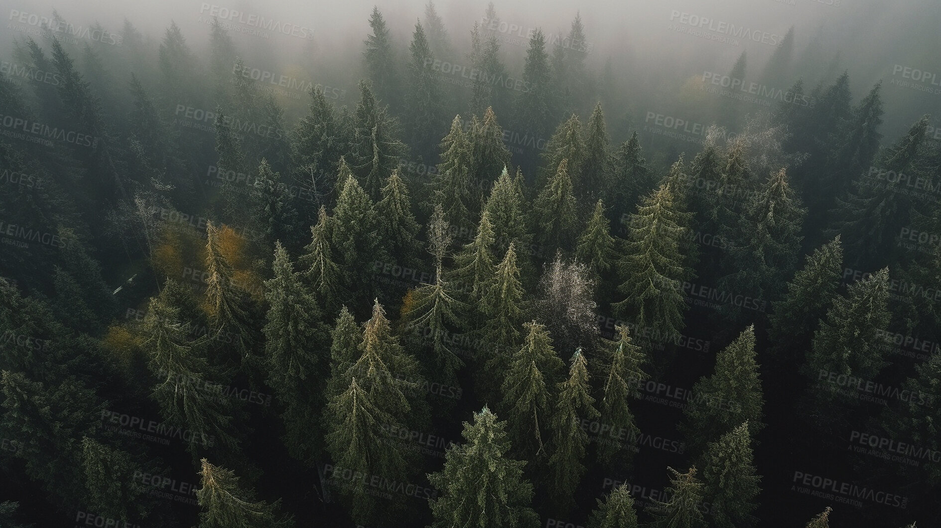 Buy stock photo Drone view, trees and woods with mist, fog and morning atmosphere in ai generated remote forest