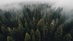 Drone view, trees and forest with mist, fog and morning atmosphere in ai generated remote woods