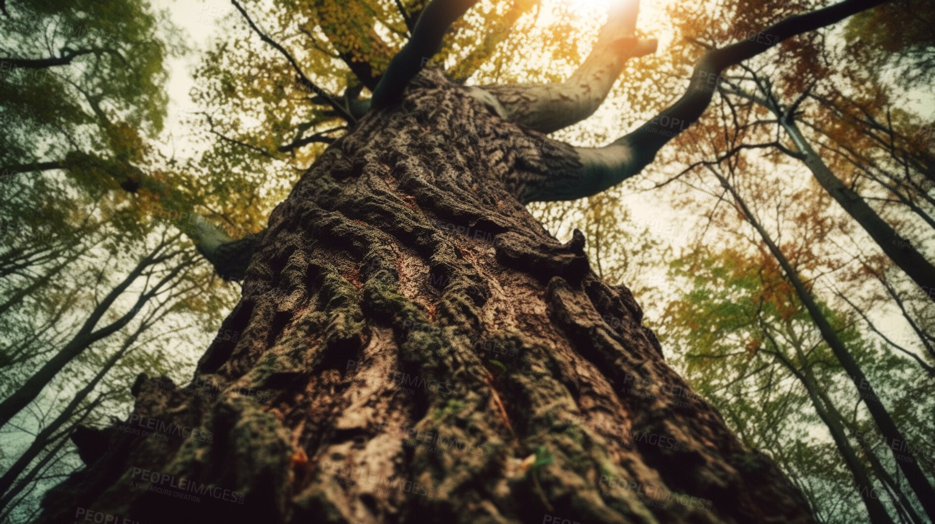 Buy stock photo Low angle forest, trees and bark view with texture, detail and ai generated sunshine in woods