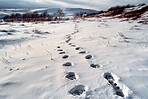 Nature, winter and ground with footsteps in snow for explore, environment and landscape. Ai generated, trekking and travel adventure with footprint tracks following for walking, texture and steps