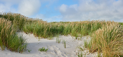 Buy stock photo Nature, grass and sand on beach at location for summer vacation, getaway or weekend trip. Environment, blue sky and green leaves at landscape for outdoor destination for holiday with tourism.