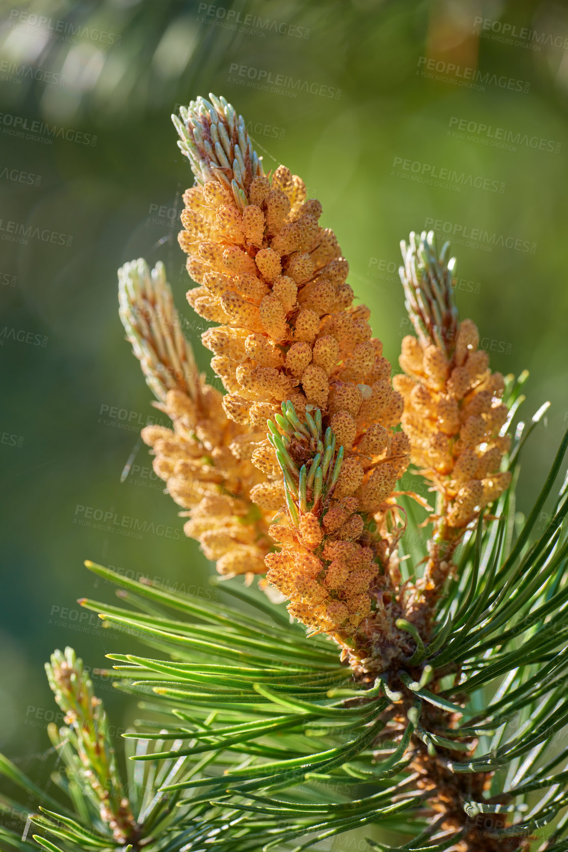 Buy stock photo Closeup of yellow pinus masoniana growing on chinese red pine tree with bokeh background. Texture detail of evergreen coniferous fir tree cone and branch needles in nature reserve, forest, plantation