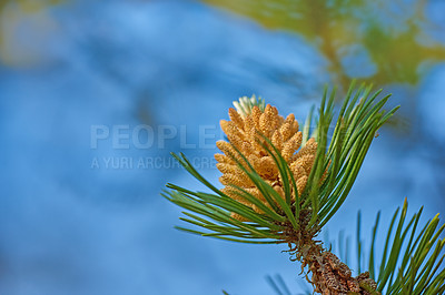 Buy stock photo Closeup of yellow pinus massoniana plant growing on a fir and cedar tree isolated against a blue sky background with bokeh copy space. Green pine needles in a remote resin coniferous forest in nature