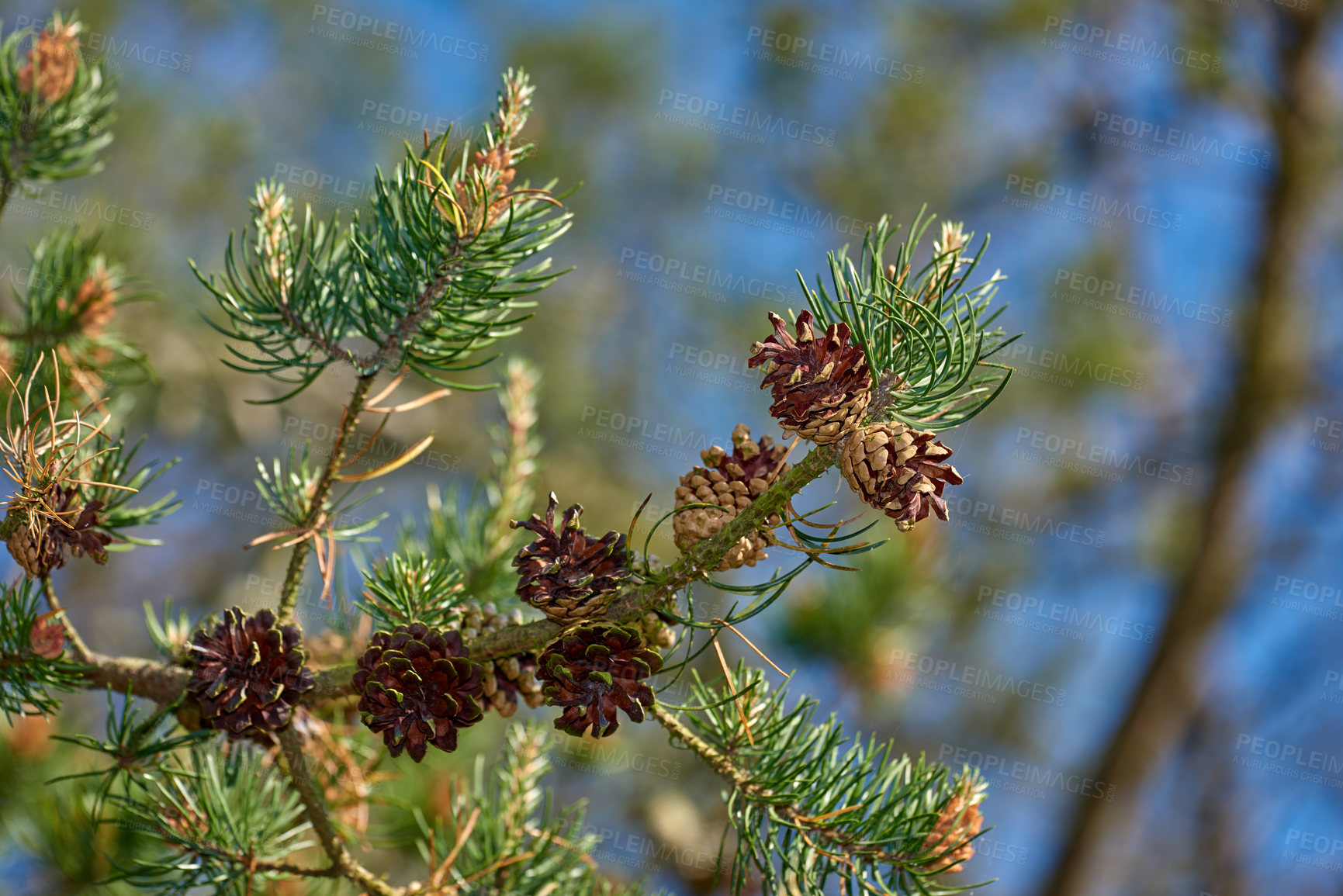 Buy stock photo Closeup of pine cones hanging on a fir tree branch with a bokeh background in the countryside of Denmark. Green needles on a coniferous cedar plant or shrub in remote nature reserve, forest or woods