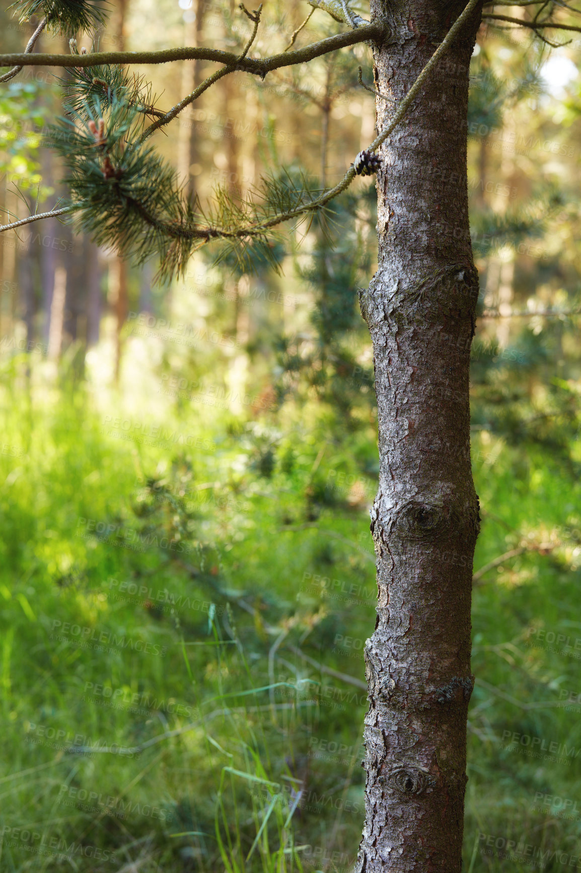 Buy stock photo Closeup trunk of a pine tree growing in the forest on a summer day in Denmark. Peaceful natural landscape in the wild. Tree bark texture and lush green grass growing in a remote location in nature