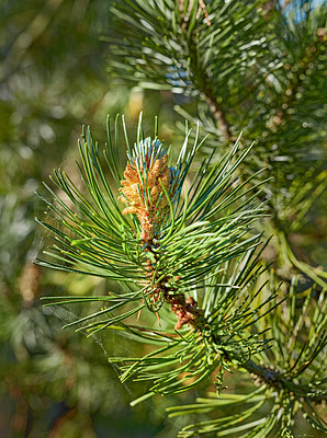 Buy stock photo Closeup of a pine tree branch growing in a nature park or garden. Coniferous forest plant in spring on blur background. Pollen cone on the tip of a tree in summer. Indigenous Norway pine needle plant