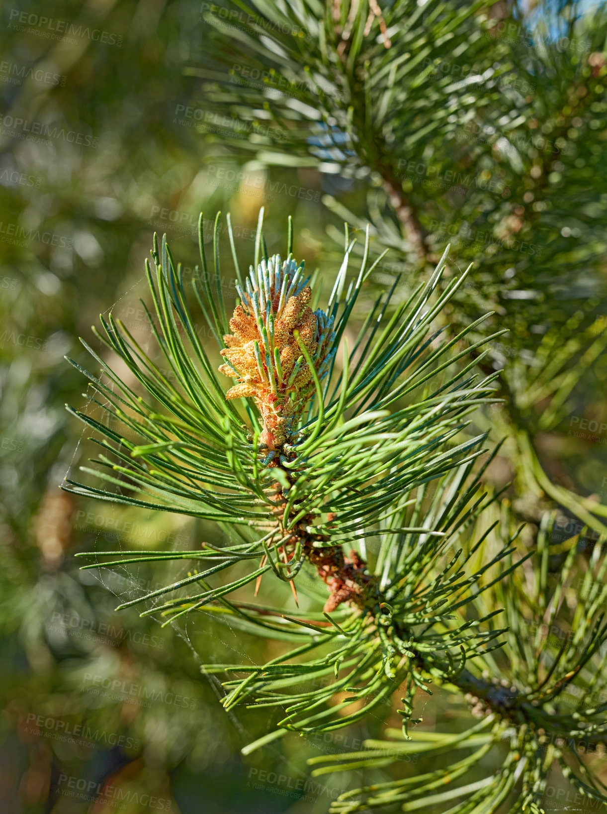 Buy stock photo Closeup of a pine tree branch growing in a nature park or garden. Coniferous forest plant in spring on blur background. Pollen cone on the tip of a tree in summer. Indigenous Norway pine needle plant