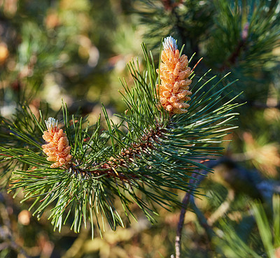 Buy stock photo Closeup of a red pine tree branch growing in an evergreen  boreal forest. Coniferous forest plant in spring on a sunny day against a blurred background. Norway pine needle indigenous to North America