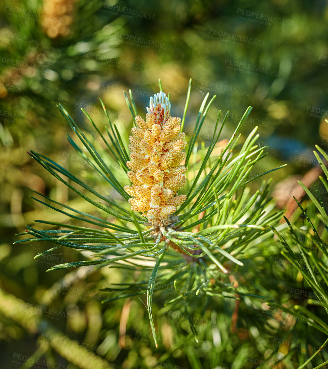 Buy stock photo Closeup of a red pine tree branch growing in an evergreen boreal forest. Coniferous forest plant in spring on a sunny day against a blurred background. Norway pine needle indigenous to North America 