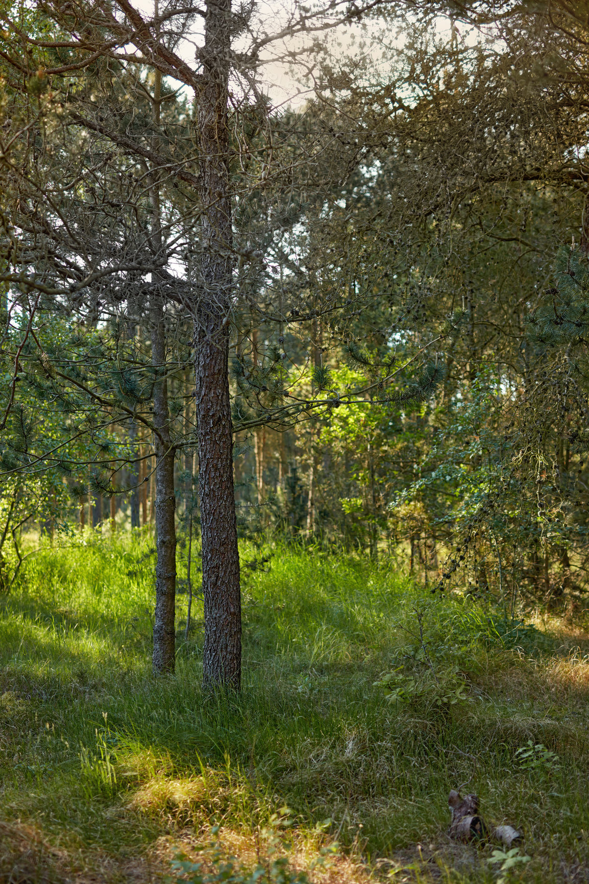 Buy stock photo Beautiful Pinus Sylvestris in a forest with lush green leaves in nature. Woodland with grass on a summer day. Natural landscape with plants and grassy bushes in spring. Scenic view in the morning