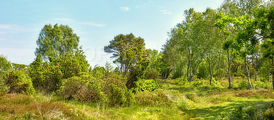 Buy stock photo Bright green landscape of trees and grass. Overgrown field on a sunny day outside. Lush foliage with a blue sky in Denmark. Peaceful wild nature scene of a forest. Quiet vibrant wilderness in summer