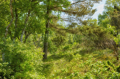 Buy stock photo Scenic forest of fresh green deciduous trees with the sun casting its rays of light through the foliage. The forest has birch trees on both sides with lots of green leaves, flowers, branches. 