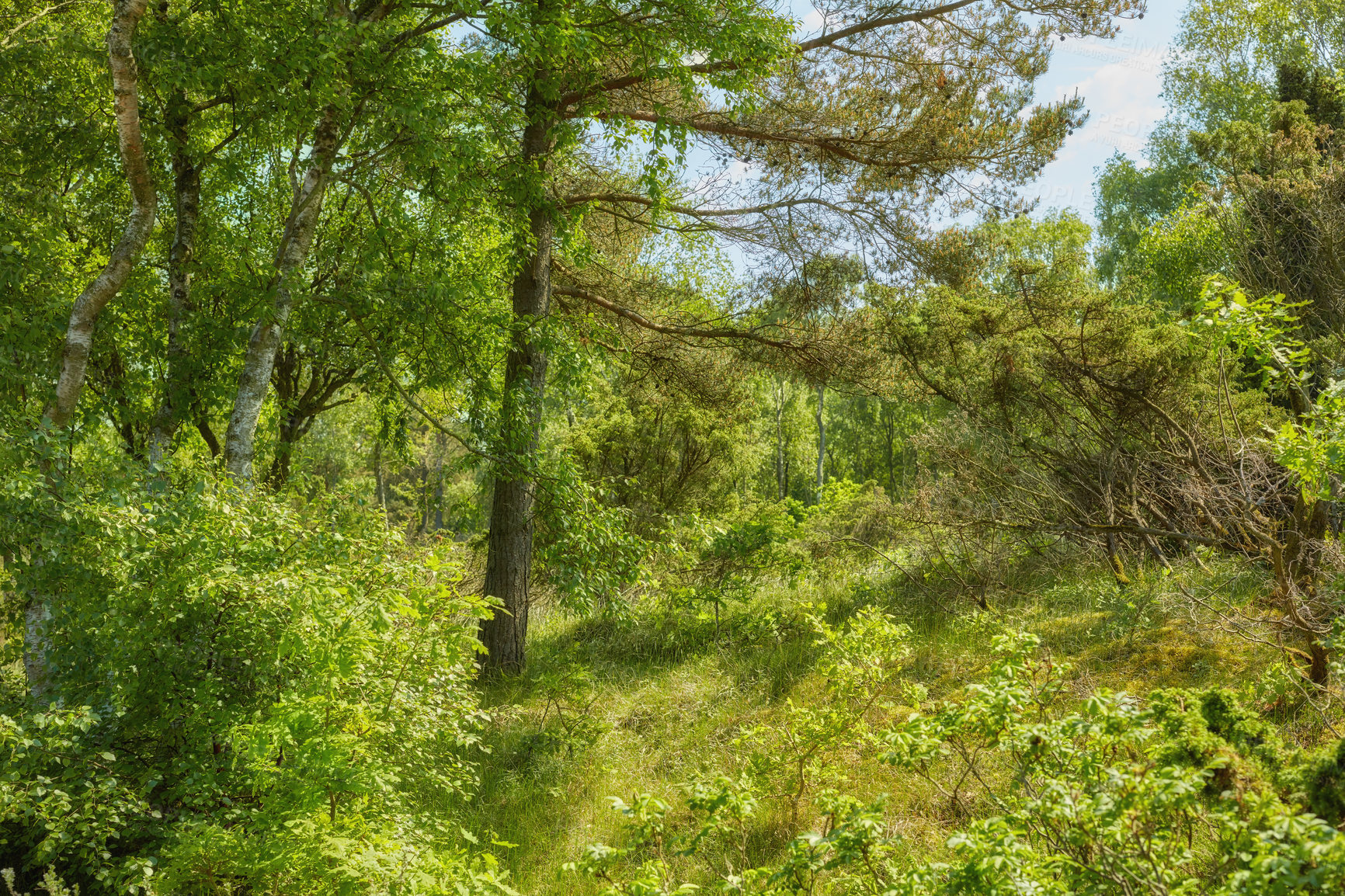 Buy stock photo Scenic forest of fresh green deciduous trees with the sun casting its rays of light through the foliage. The forest has birch trees on both sides with lots of green leaves, flowers, branches. 