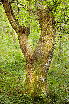 Buy stock photo Trunk of an oak tree in green woods. Ancient acorn tree growing in a forest wilderness. One old tree with mossy bark and stump in uninhabited nature scene. Magical landscape to explore on adventure