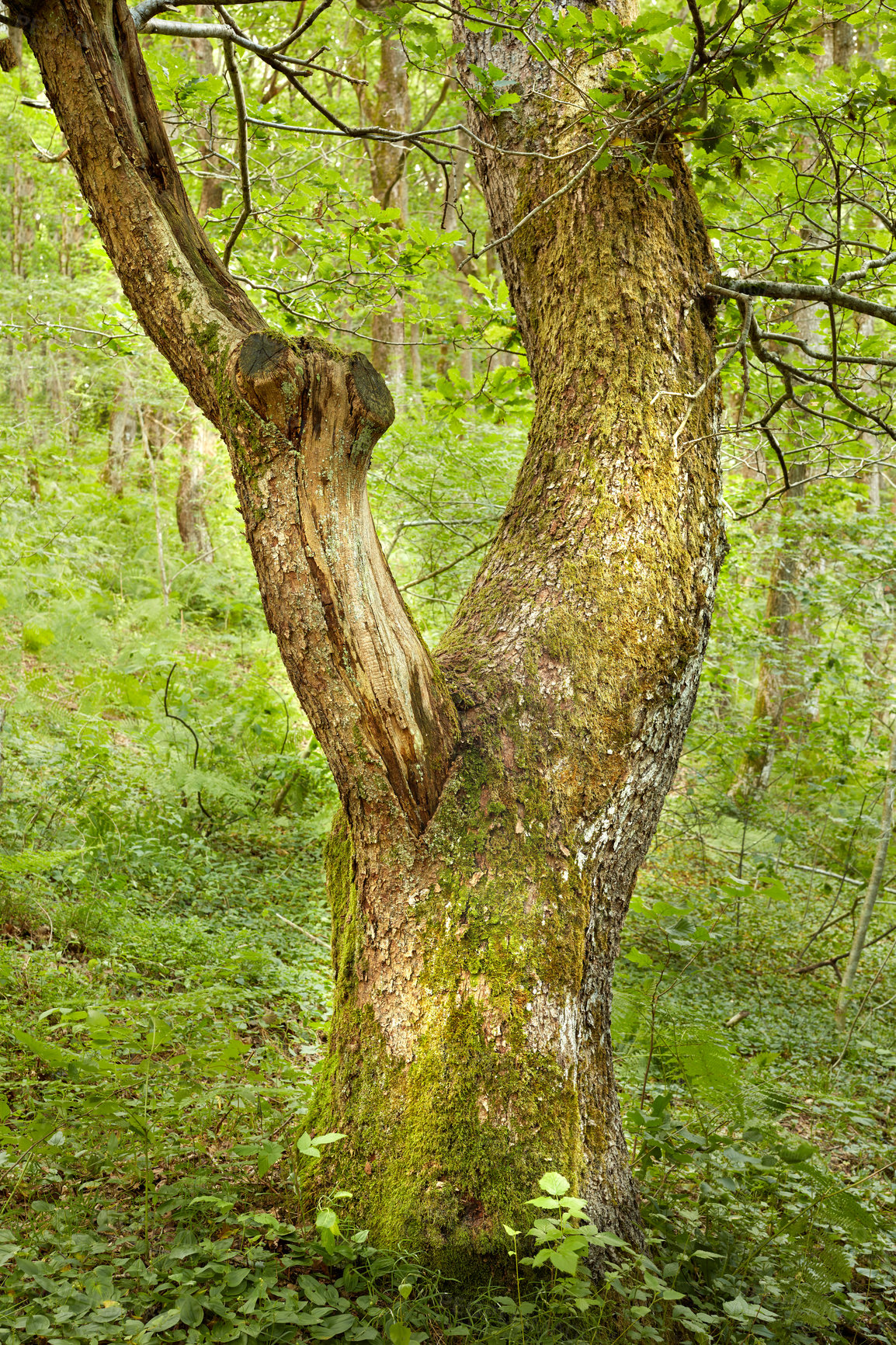 Buy stock photo Trunk of an oak tree in green woods. Ancient acorn tree growing in a forest wilderness. One old tree with mossy bark and stump in uninhabited nature scene. Magical landscape to explore on adventure