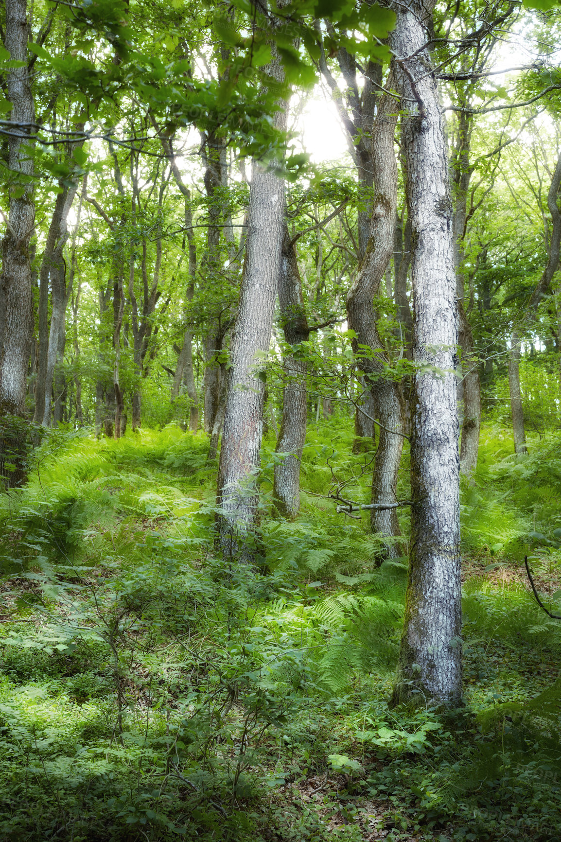 Buy stock photo Landscape view of tall spruce trees in evergreen woods and forest nature with overgrown, lush bushes, shrubs, ferns in Denmark. Mother nature and scenic remote area in Norway. Plant foliage in Sweden