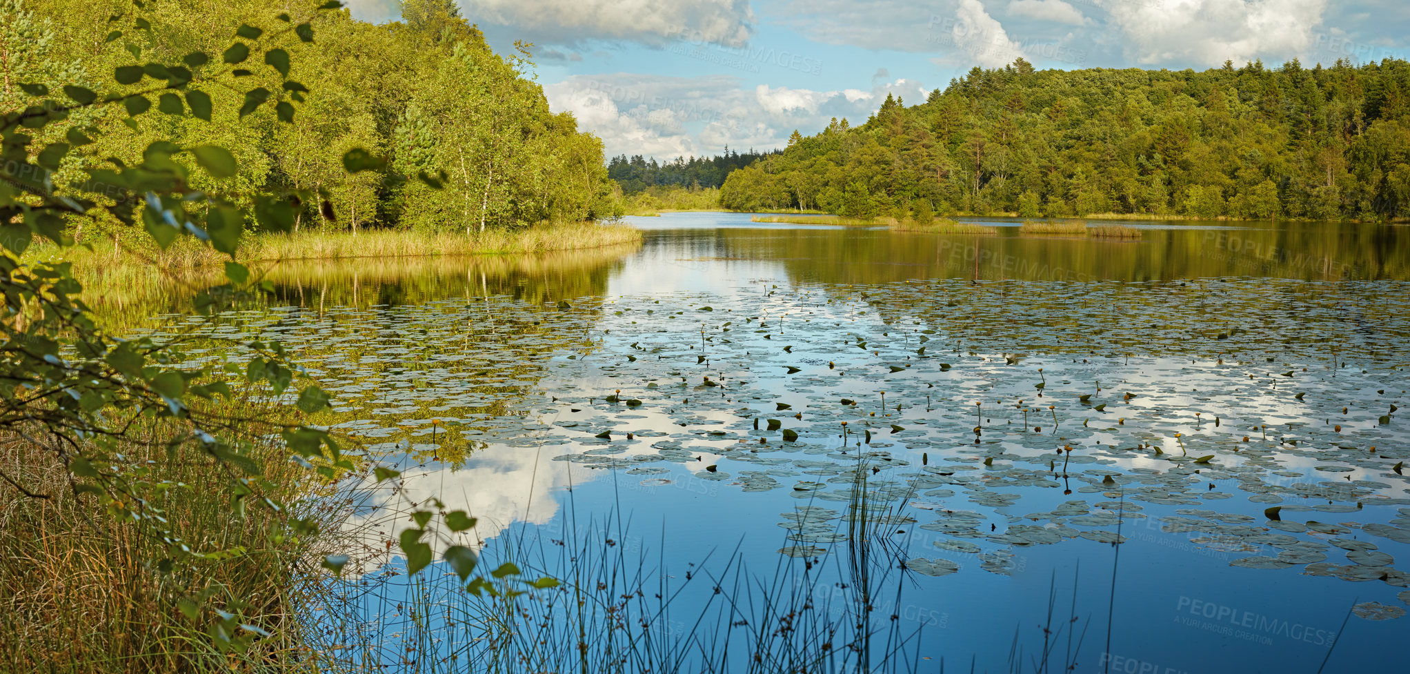 Buy stock photo Landscape view of lily pad pond, evergreen lush forest, growing aquatic plants in Norway. Cloud reflected scenic water feature and lake in Denmark. Peaceful, zen, tranquil and calm remote countryside