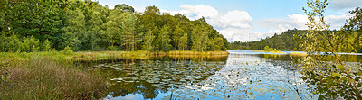 Buy stock photo Panorama, landscape view of lily pad pond, lush evergreen trees, wild aquatic plants in Denmark. Blue sky reflecting on scenic water feature, lake with copyspace in Sweden. Peaceful scenery in Norway