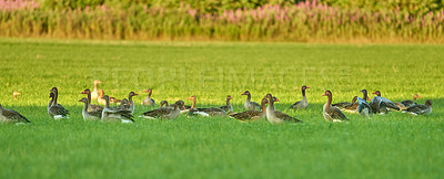 Buy stock photo Grass field, ducks and group with wildlife in nature, wilderness or farmland together. Banner, animals or flock of livestock or geese walking on land or lawn for natural habitat in rural countryside