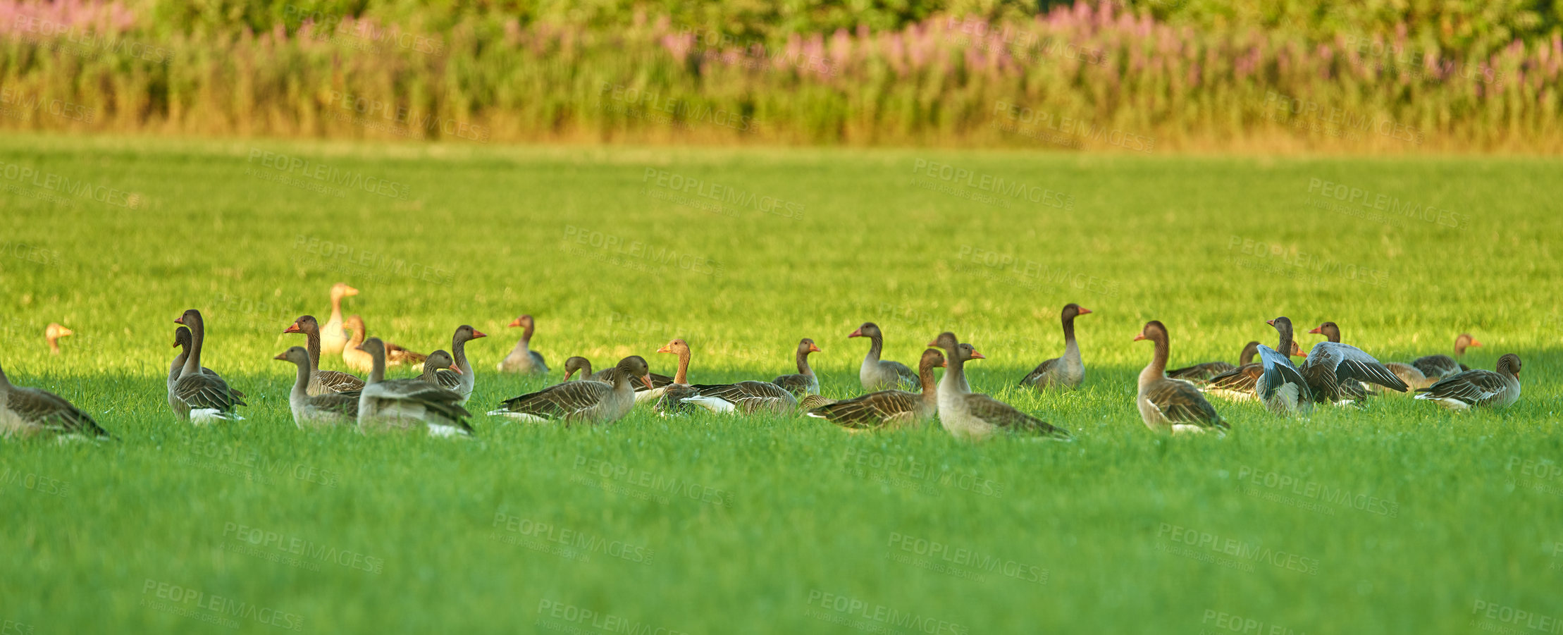 Buy stock photo Grass field, ducks and group with wildlife in nature, wilderness or farmland together. Banner, animals or flock of livestock or geese walking on land or lawn for natural habitat in rural countryside