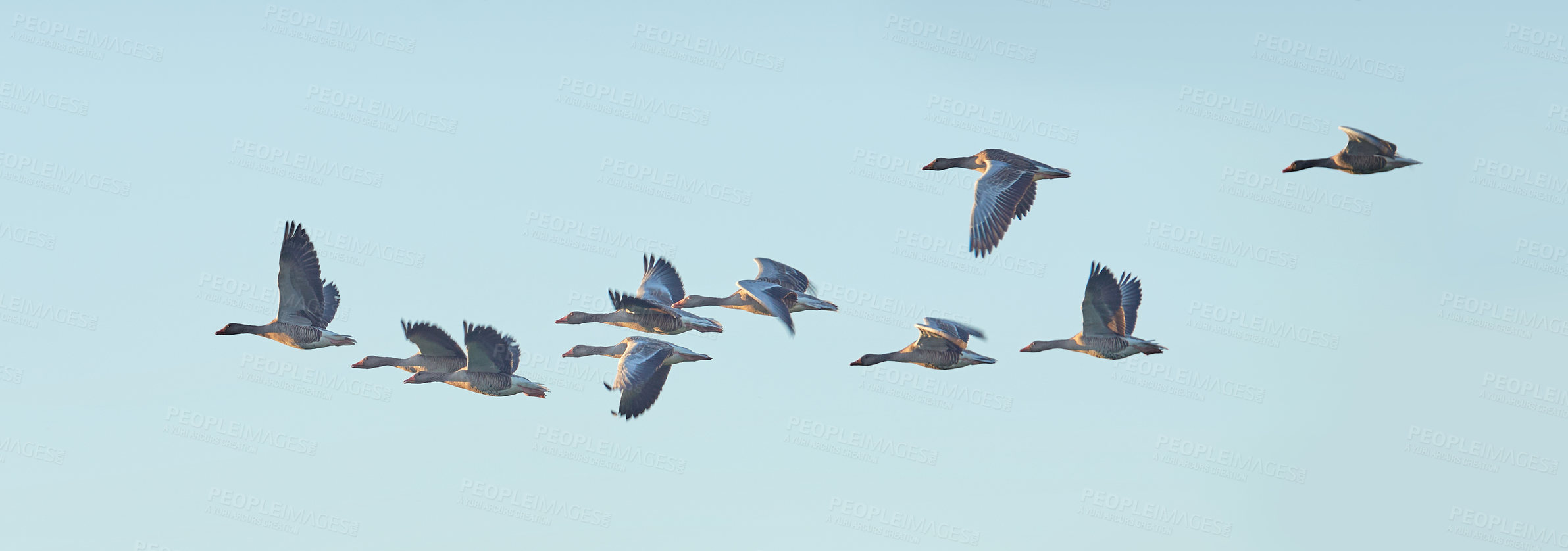 Buy stock photo Flock of goose birds flying in a clear blue sky outdoors with copyspace. Common wild geese flapping wings while soaring in the air in formation from the side. Migrating waterfowl animals in flight