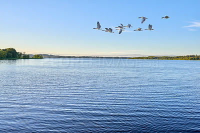 Buy stock photo Water, river or blue sky with flock of birds flying over ocean, sea or waves in nature. Animal, group or fleet of feathers in air flight with lake, beach view or natural scenery in outdoor wilderness