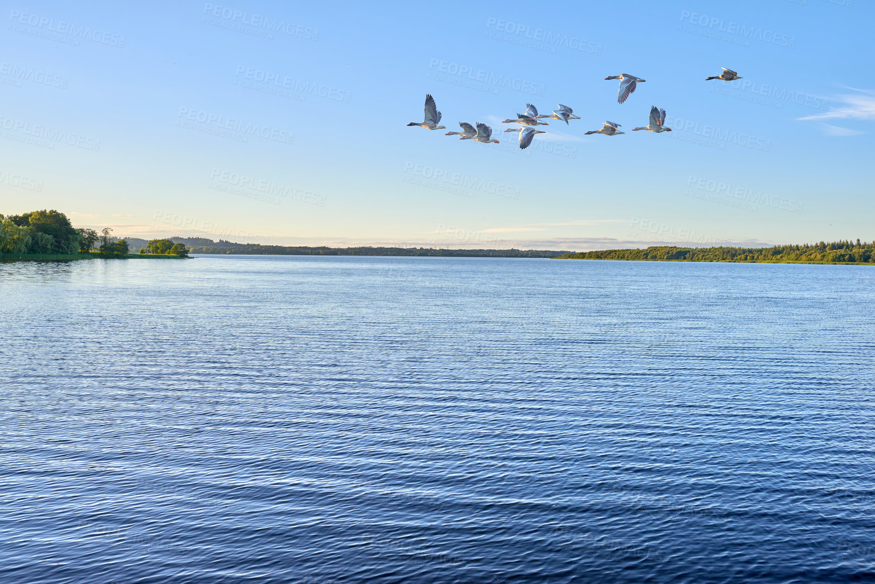 Buy stock photo Water, river or blue sky with flock of birds flying over ocean, sea or waves in nature. Animal, group or fleet of feathers in air flight with lake, beach view or natural scenery in outdoor wilderness