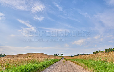 Buy stock photo Copyspace on blue sky background with clouds on the horizon and dirt road pathway between a wheat field in Sweden. Journey through a calm and picturesque landscape on lush pastures in the countryside