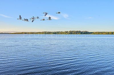 Buy stock photo Spring photo of flying seagull over water in the dusk. A flock of birds flies over the blue rippling sea water to fish in a clear sky. A serene landscape view of a congregation of 
seagull flying
