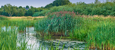 Buy stock photo Scenic landscape of green plants growing in natural environment along a river on marshland in the countryside outside. Reeds and leaves of vegetation around a lake in rural wetland or nature reserve