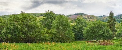 Buy stock photo Wide green landscape of trees and grass. Lush field on a cloudy day outside. Rural farm land with hills in Denmark. Peaceful widescreen nature scene of woodland. Quiet vibrant wilderness in summer