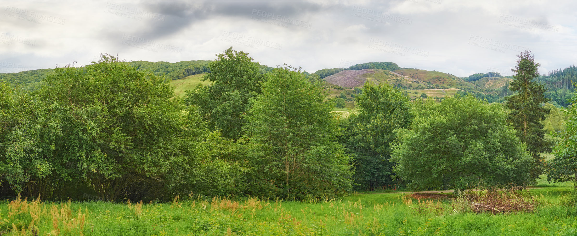 Buy stock photo Wide green landscape of trees and grass. Lush field on a cloudy day outside. Rural farm land with hills in Denmark. Peaceful widescreen nature scene of woodland. Quiet vibrant wilderness in summer