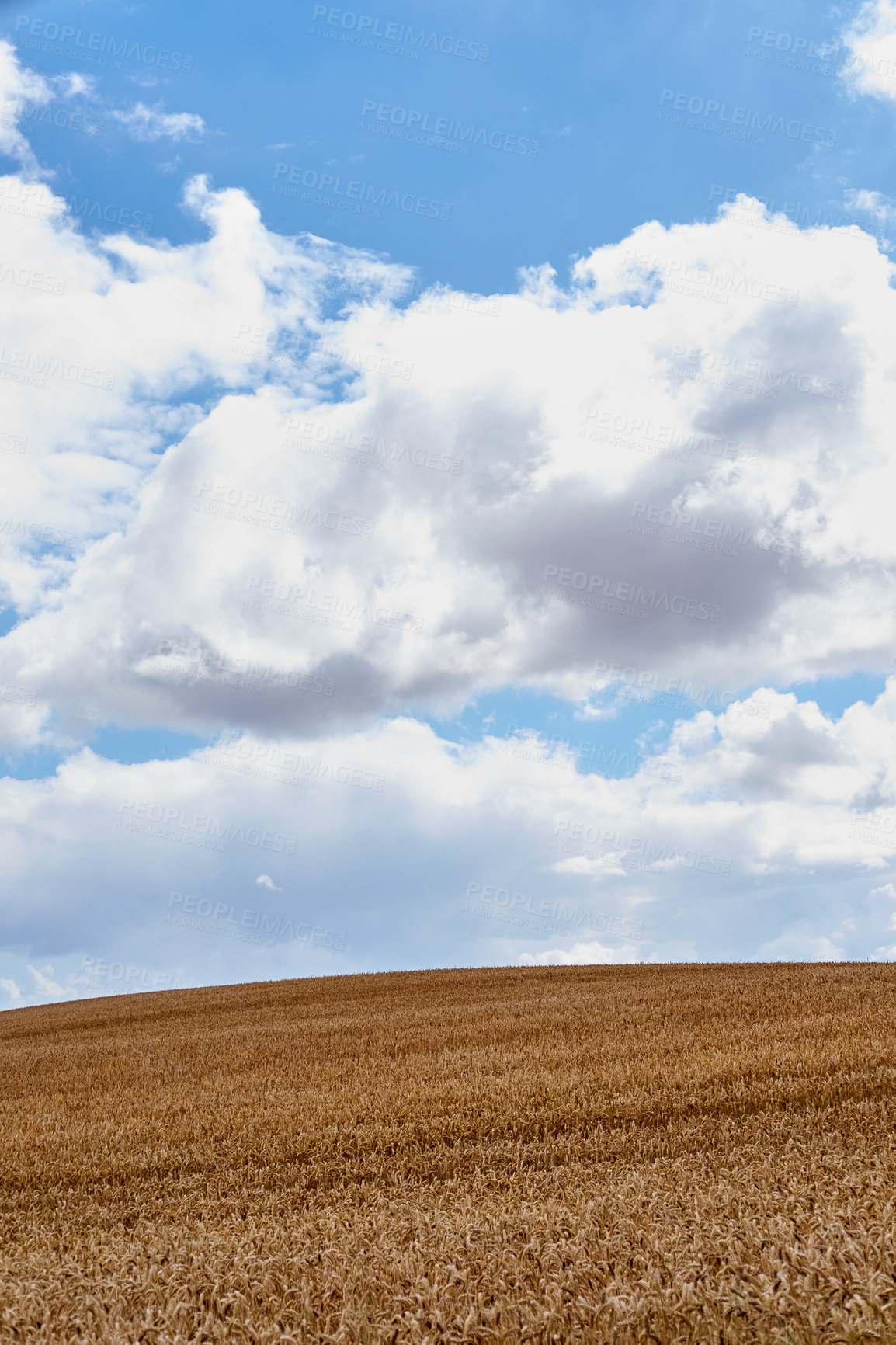 Buy stock photo Landscape of a harvested wheat field on a cloudy day. Rustic farm land against a blue horizon. Brown grain growing in danish summer. Organic corn farming in harvest season. Cultivating barley or rye