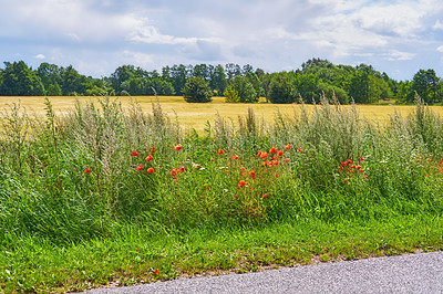 Buy stock photo Landscape of orange flowers on side of road in summer. Plants growing on countryside in spring. Beautiful flowering plants budding in its natural environment outside. Flora blooming on remote farm