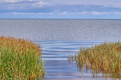 Buy stock photo Landscape of a lake with reeds against a blue horizon. Calm lagoon on a cloudy day. Wild grass growing by the seaside in Norway. Peaceful and secluded fishing location. Scenic wild nature background