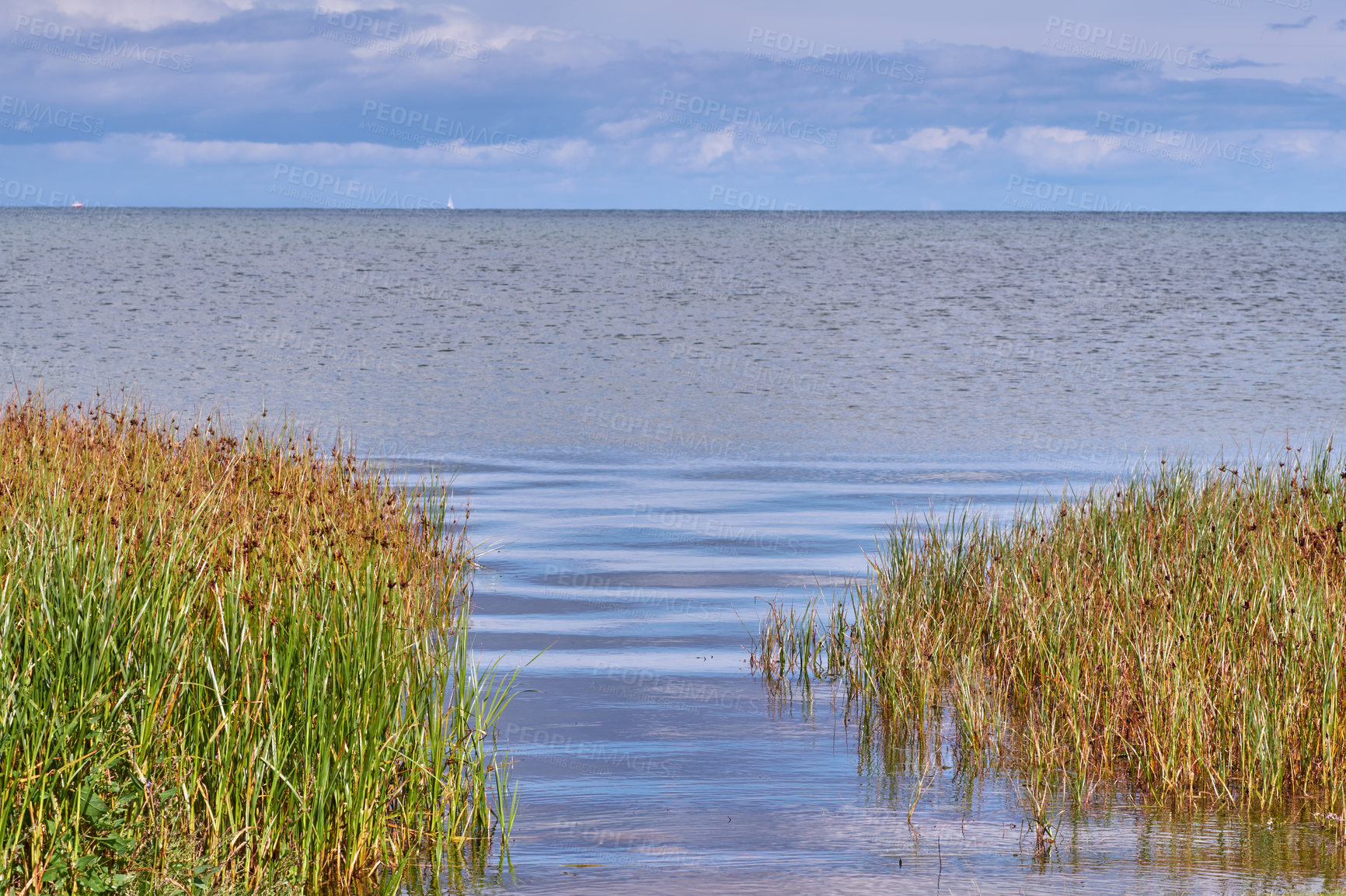 Buy stock photo Landscape of a lake with reeds against a blue horizon. Calm lagoon on a cloudy day. Wild grass growing by the seaside in Norway. Peaceful and secluded fishing location. Scenic wild nature background