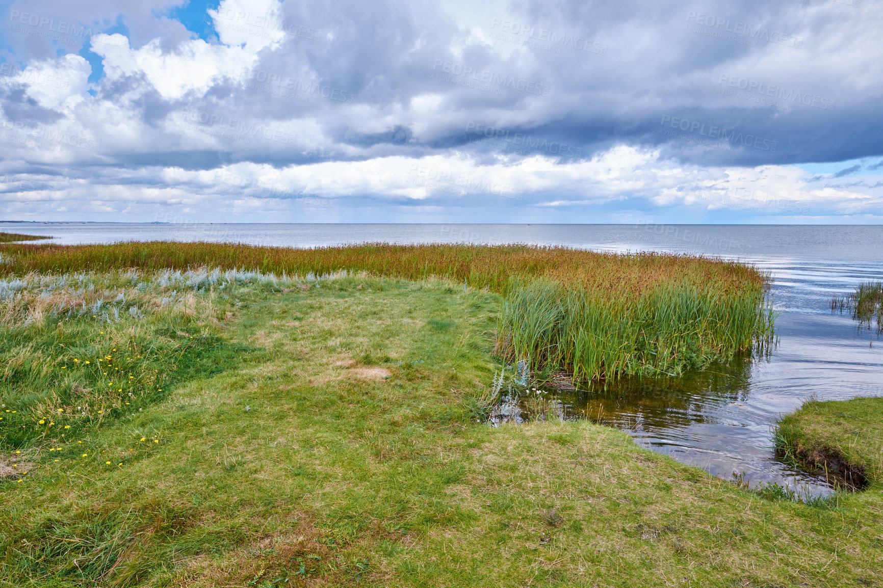 Buy stock photo Landscape of marsh lake with reeds against a cloudy horizon. Green field of wild grass by the seaside with a blue sky in Denmark. A peaceful nature scene of calm sea or river near vibrant wilderness