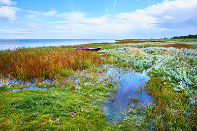 Buy stock photo A beautiful greenery field. A view of wild geese flying over a bog on a cloudy horizon. A dreamy nature scene in the spring of swamp land, reeds, and wildflowers. grass moving from light wind